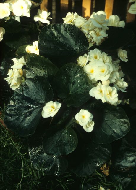 B. ‘Nymphe’